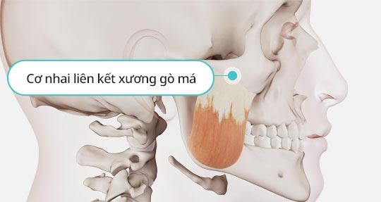 Cơ nhai liên kết xương gò má